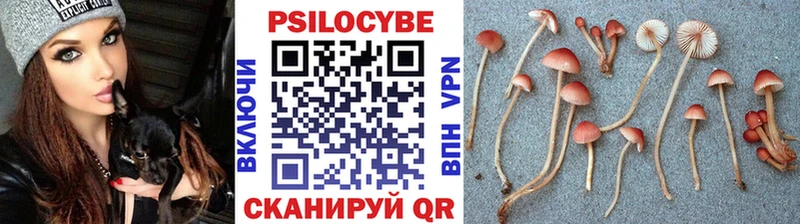 Купить где  Кирово-Чепецк  Галлюциногенные грибы Psilocybine cubensis 